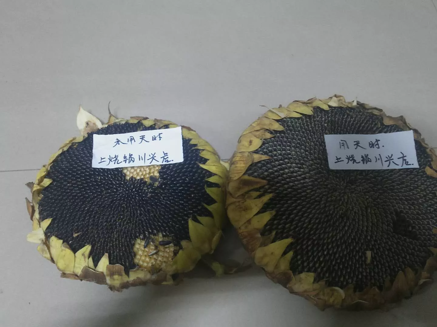 食葵