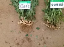 花生