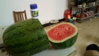 西瓜