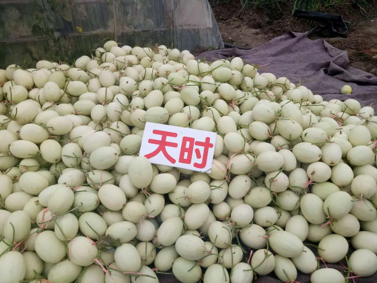 小香瓜