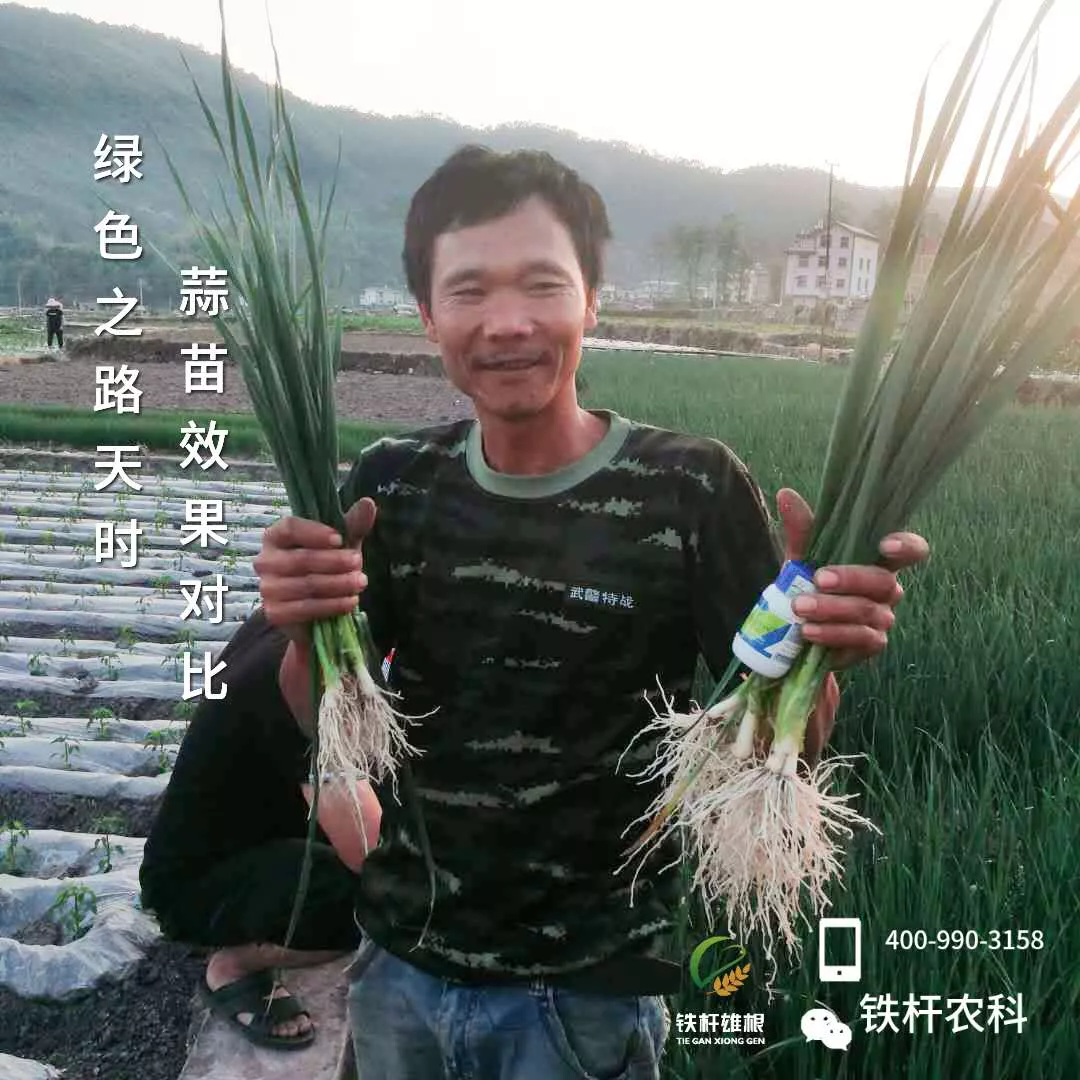 蒜苗
