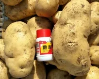 土豆