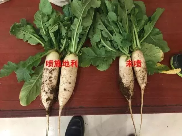 白萝卜