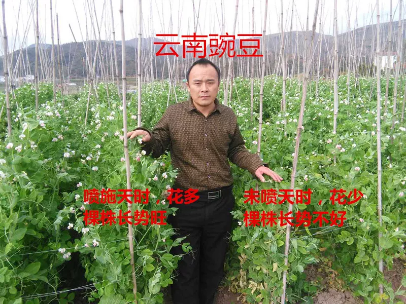豌豆