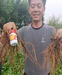 丹参