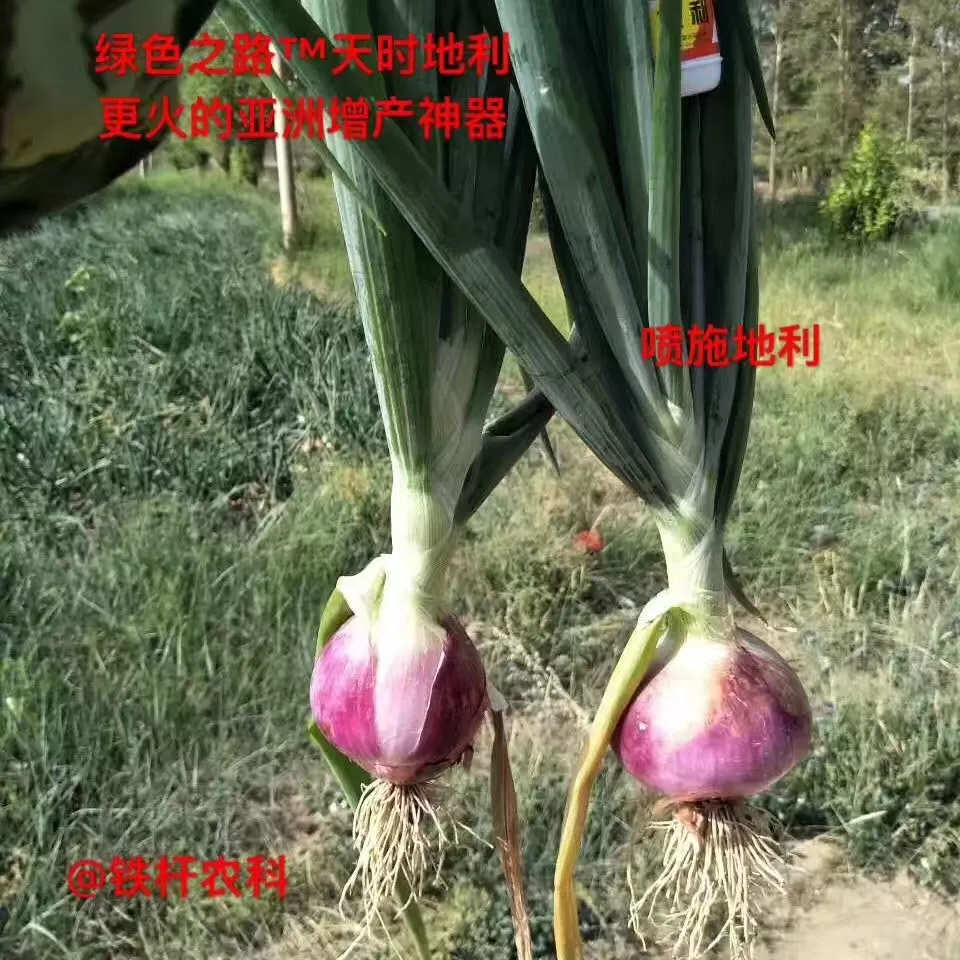 洋葱