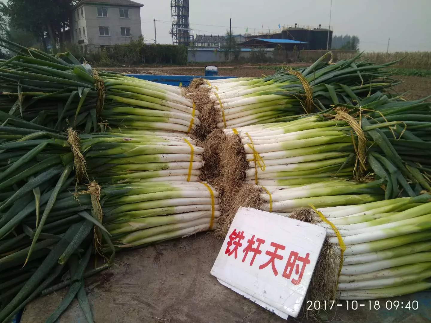 葱