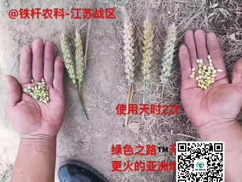 小麦