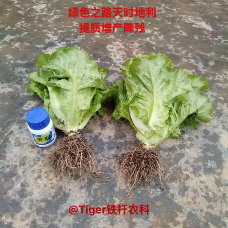 生菜