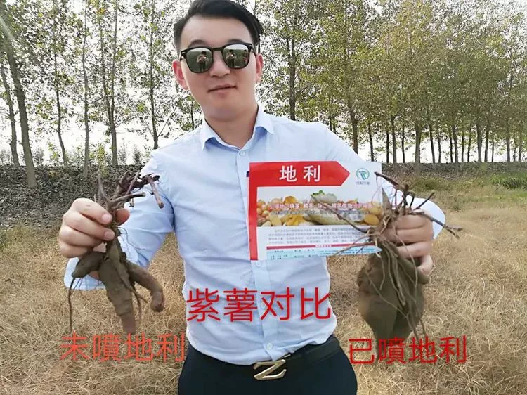 红薯