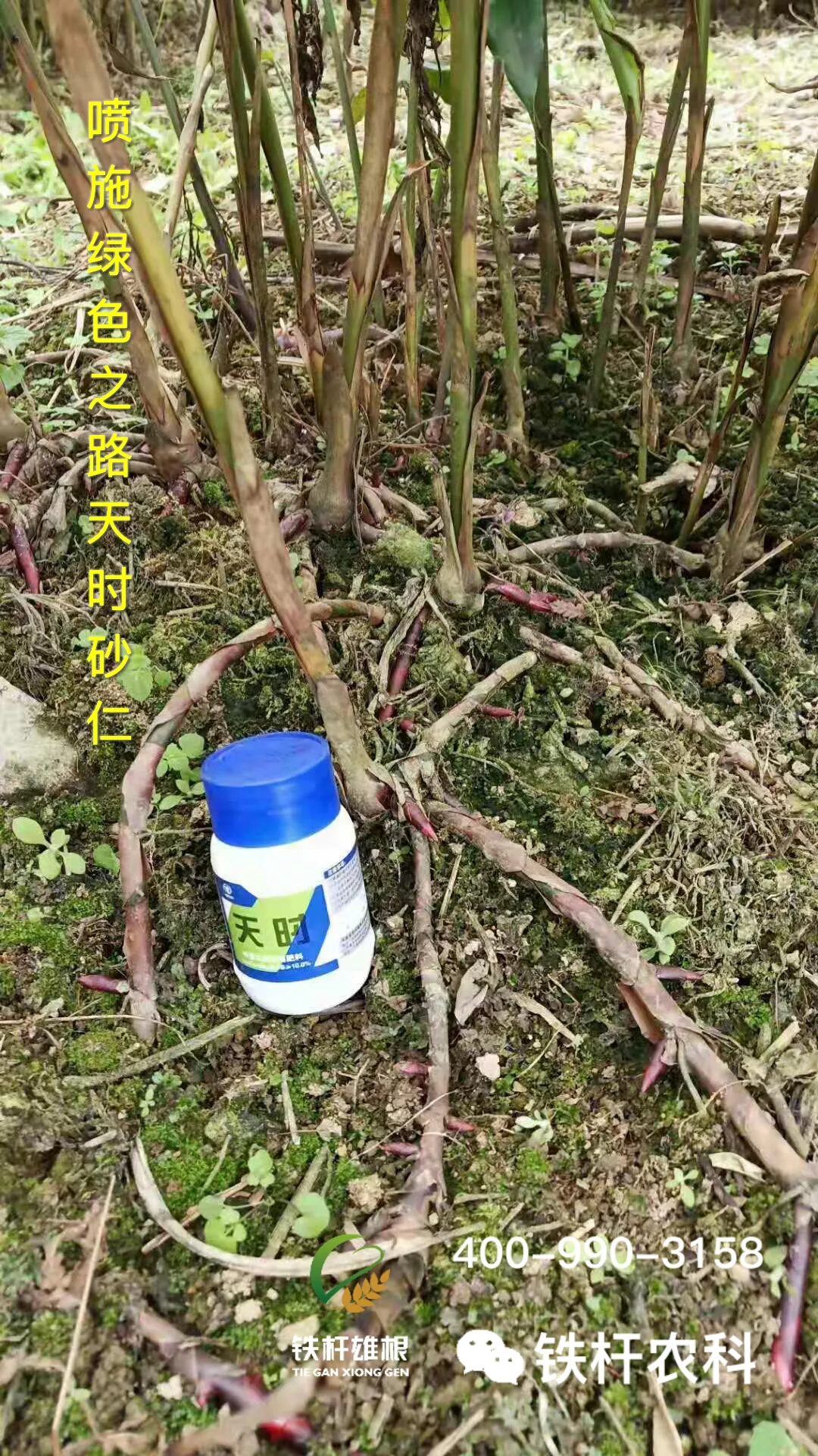 中药砂仁