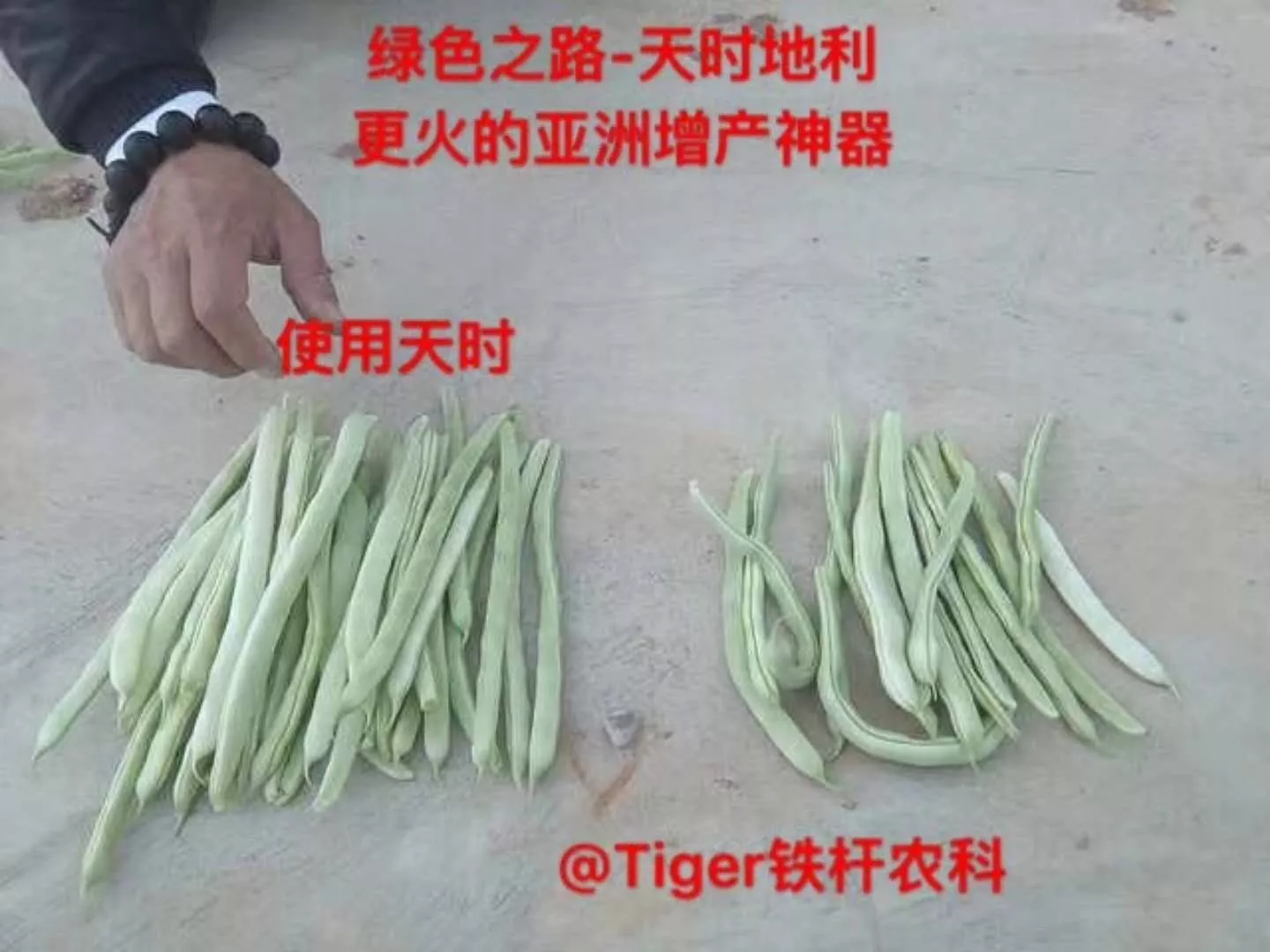 豆角