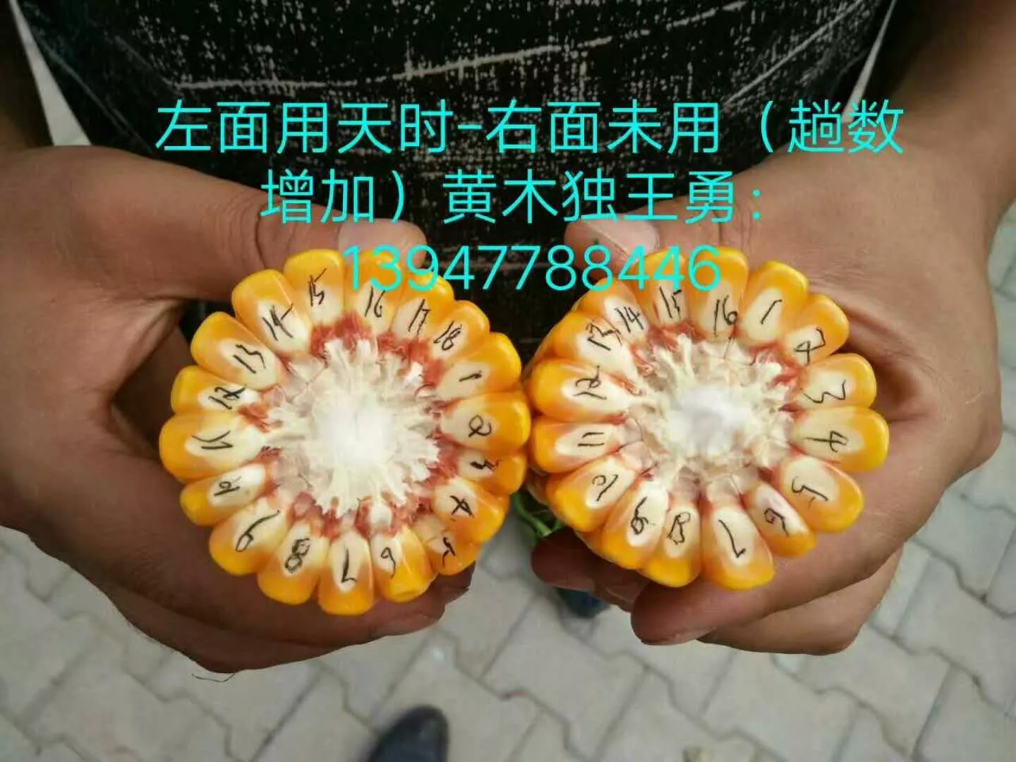 玉米