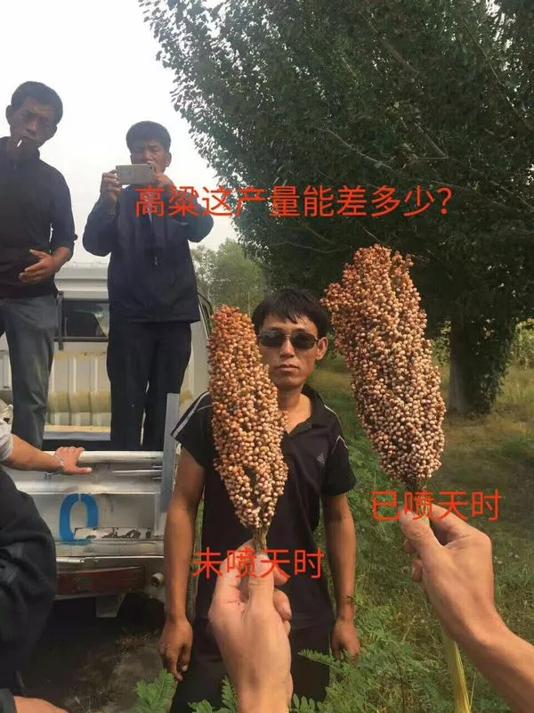高粱