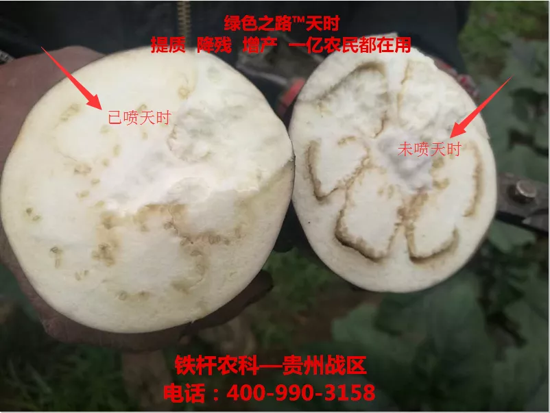 茄子